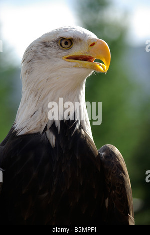 Große Porträt der Weißkopf-Seeadler, Greifvogel, das Symbol der Vereinigten Staaten von Amerika! Pygargue-À-Tête Blanche Stockfoto