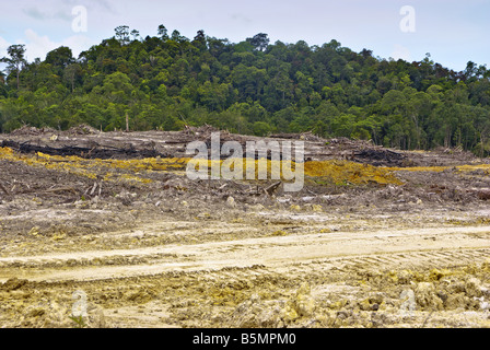 Regenwaldes für Palmöl Stockfoto