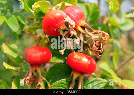 ROSE Rosa Rugosa CLOSE UP der Reifung Hüften Stockfoto