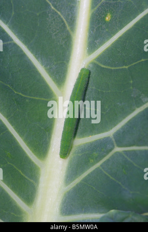 KLEINE weiße Pieris Rapae Raupen REST entlang THE LEAF MITTELRIPPE während des Tages Stockfoto