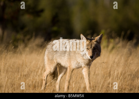 Kojote im Yellowstone National Park in den USA Stockfoto