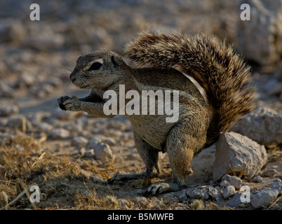 Afrikanische Borstenhörnchen in Halbwüsten Teil des Etosha Stockfoto