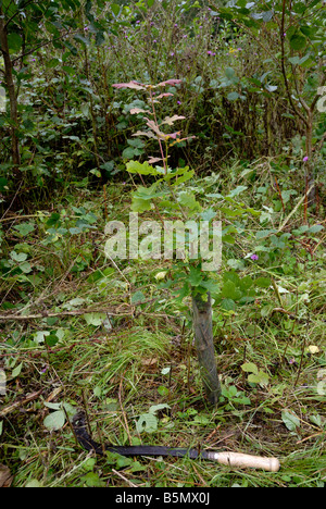 Eine junge gepflanzten Eiche Quercus pontica von brambles mit einer Sichel, Wales, UK gelöscht. Stockfoto