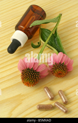 Purpur-Sonnenhut (Echinacea Purpurea) Stockfoto