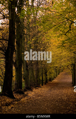 Allee der schulterlanges lassen Bäume im Herbst Hamstead Heath London Stockfoto