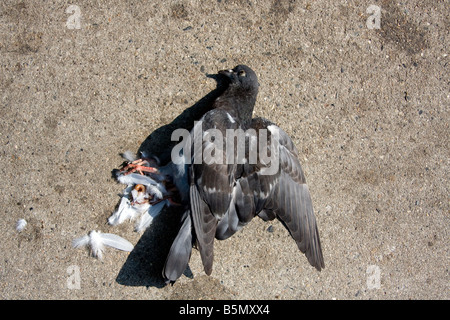 Tote Taube auf Bürgersteig. Stockfoto