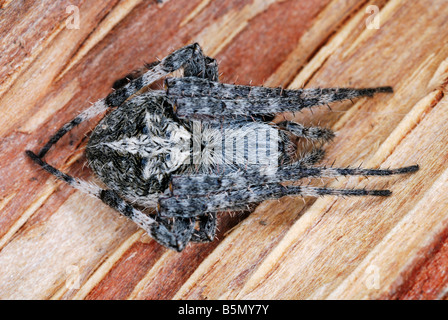 Neoscona Arten. eine Spinne auf ihr Netz in einem Felsen Riss gefunden. Arunachal Pradesh. Indien Stockfoto