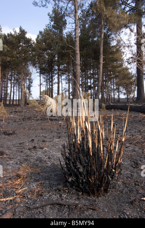 Heide-Feuer in Dorset in der Nähe einer Wohngegend Stockfoto