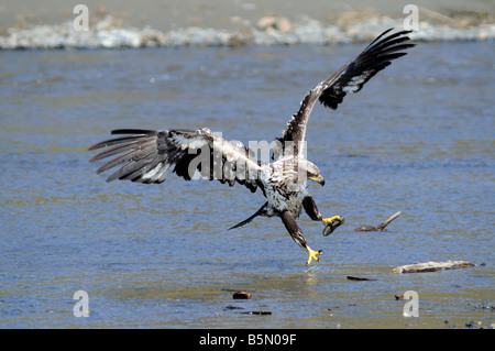 Juvenile Adler landen am Bachufer Stockfoto
