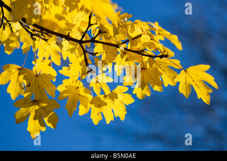Feld-Ahorn im Herbst gegen strahlend blauem Himmel Stockfoto