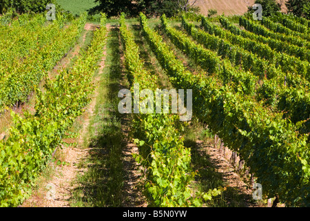 Zeilen des Reifens Reben in Süd-West-Frankreich-Europa Stockfoto