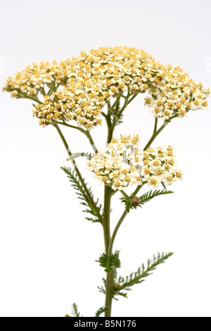 Schafgarbe Achillea millefolium Stockfoto