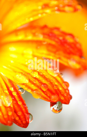 Arctotis Blume mit Tropfen Stockfoto