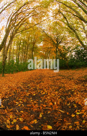 Autum Tehidy Woods Stockfoto