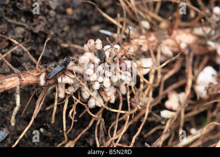 STICKSTOFF-FIXIERUNG KNÖTCHEN AUF SAUBOHNE ROOT Stockfoto