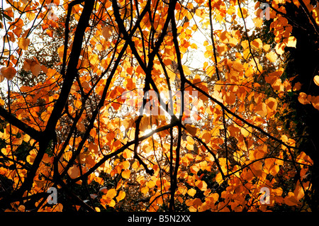 Herbst Blätter Stockfoto