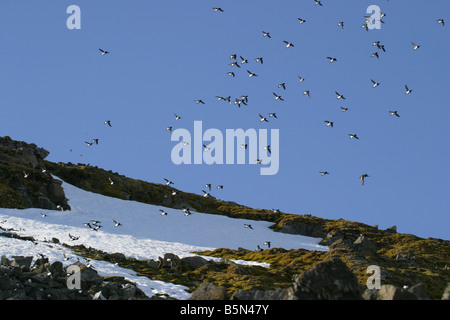 Riesige Schwärme von kleinen Auk (Alle Alle) fliegen aus ihrer Nistplätze auf Spitzbergen in der Arktis Stockfoto