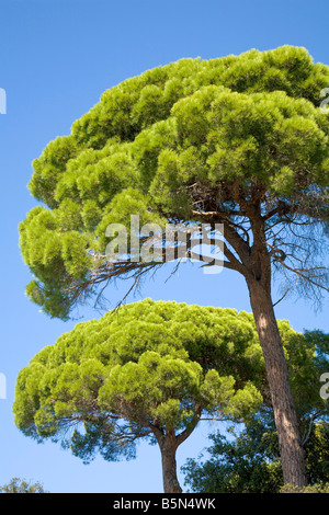 Stein-Kiefern und blauer Himmel an der Côte d ' Azur / Provence / Südfrankreich Stockfoto