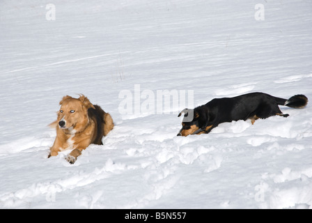 Zwei Hunde im Schnee spielen Stockfoto