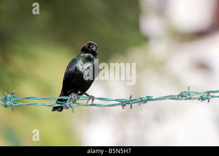 asiatische glänzend Starling Blackbird (Aplonis Panayensis) auf Stacheldraht, Kuala Lumpur, Malaysia Stockfoto