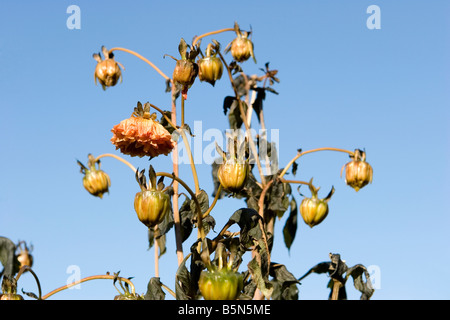 Toten Dahlie Blüten durch Frost getötet Stockfoto