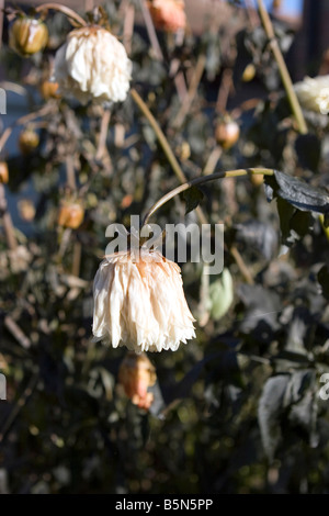 Toten Dahlie Blüten durch Frost getötet Stockfoto