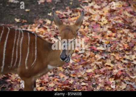 Nyala Stockfoto