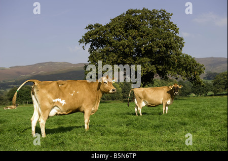 Jersey Milchkühe grasen in die walisische Landschaft in der Nähe von Ruthin Wales Stockfoto