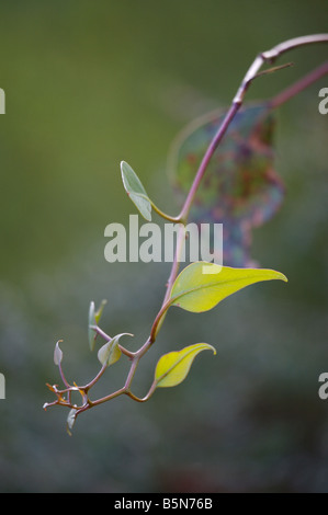 Backlit Corymbia Caesia Ast und Blättern.  Allgemein bekannt als Sub-Spezies-magna Stockfoto