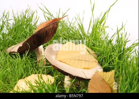 Die großen alten Pilz auf einer Wiese auf einem weißen Hintergrund Shooting im studio Stockfoto