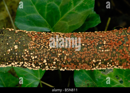 Korallenfleckpilz Nectria cinnabarina, Wales, Großbritannien. Stockfoto