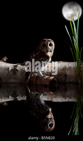 Tawney Eule Strix Aluco gehockt Log Teich mit Reflexion Potton Bedfordshire Stockfoto