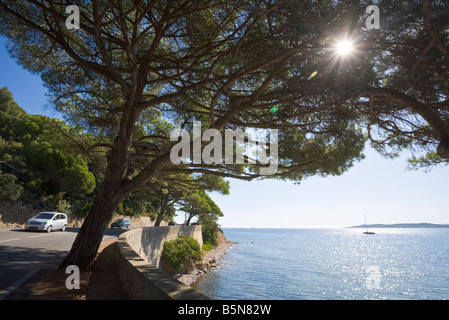 Pinien stehen entlang der Coastel Straße "Corniche" an der Cote d ' Azur / Provence / Südfrankreich Stockfoto