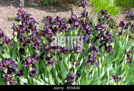 Iris 'Titans Glory' Stockfoto