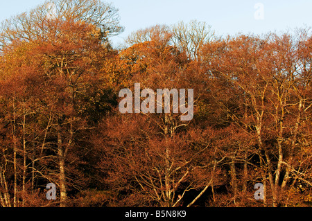 Herbst-Bäume Stockfoto