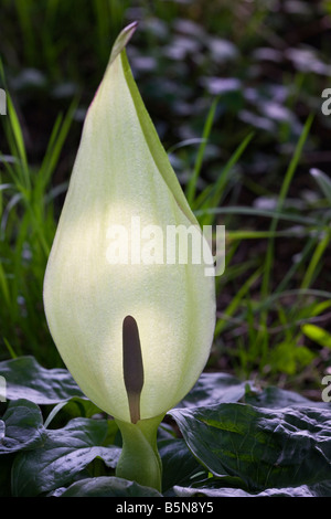 Arum Maculatum, Lords und Ladies Yorkshire UK Stockfoto