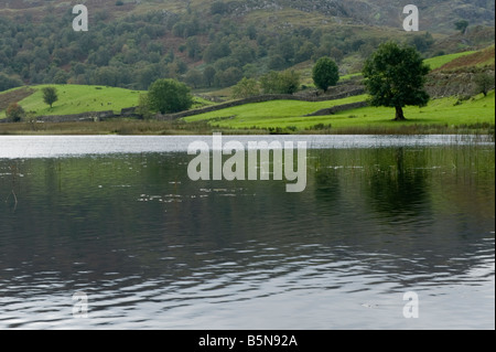 Brise kräuselt sich die Oberfläche des Watendlath Tarn mit Bachforellen gefüllt. Die Ruhe wird nur durch den Klang der Schafe unterbrochen. Stockfoto