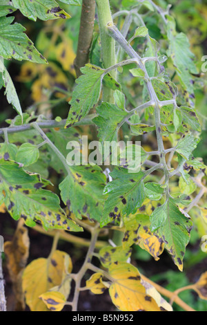 Tomaten und KNOLLENFÄULE Phytophthora Infestans frühen Stadien ON TOMATENPFLANZE Stockfoto