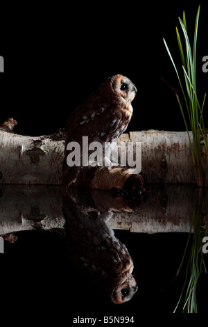 Tawney Eule Strix Aluco gehockt Log Teich mit Reflexion Potton Bedfordshire Stockfoto