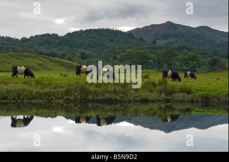 Eine langsame Exposition erfasst fünf Belted Galloway Rinder durch das reflektierte Bild bewegen. Stockfoto