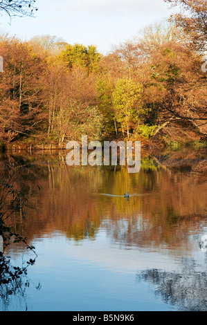 Autum Tehidy Woods Stockfoto