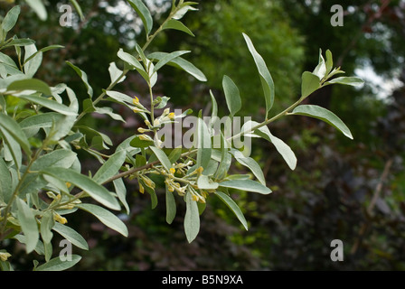 Elaeagnus Angustifolia Quicksilver Hauptversammlung im Mai Stockfoto