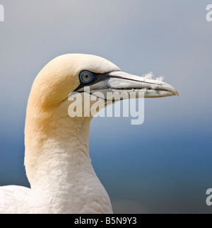 Morus Bassanus, Tölpel. Bass Rock, Schottland. Stockfoto