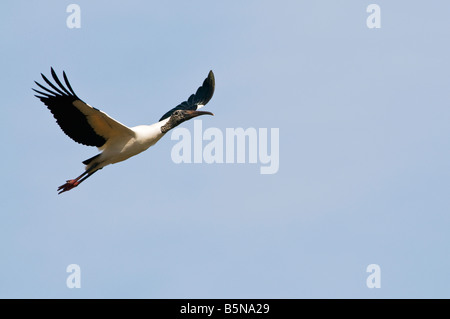 Holz-Storch Mycteria Americana ist der einzige Storch, der derzeit in Nordamerika brütet. Stockfoto