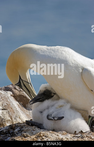 Morus Bassanus, Tölpel mit Küken. Bass Rock Schottland Stockfoto