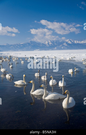 Hokkaido Japan Herde von Whooper Schwäne Cygnus Cygnus versammelten sich im Freiwasser auf gefrorene Lake Kussharo Akan-Nationalpark Stockfoto