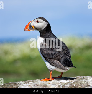 Fratercula Arctica, Papageitaucher, Farne Islands Northumbria Juni 2008 Stockfoto