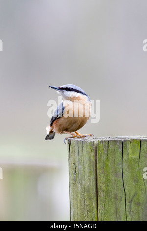 Kleiber - Sitta europaea Stockfoto