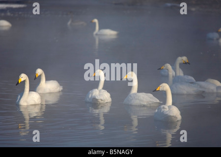 Hokkaido Japan Whooper Schwäne Cygnus Cygnus schwimmen in den nebligen offenen Gewässern des gefrorenen See Kussharo Akan National Park Stockfoto