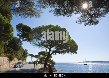 Pinien stehen entlang der Coastel Straße "Corniche" an der Cote d ' Azur / Provence / Südfrankreich Stockfoto